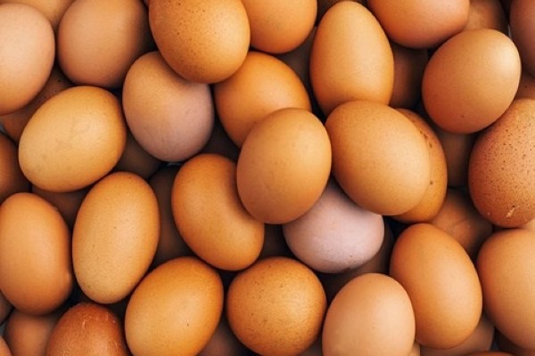قیمت خرید تخم مرغ محلی با فروش عمده